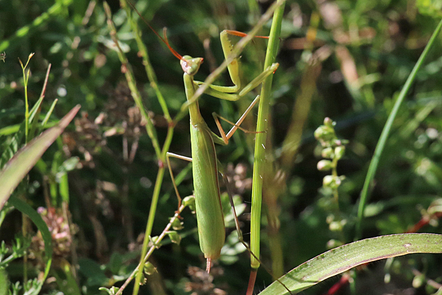 Bidsprinkhanen (Mantodea)